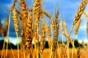 Реализуем  в Казахстане и за рубежом пшеницу,  рожь,  ячмень,  овес,  куку